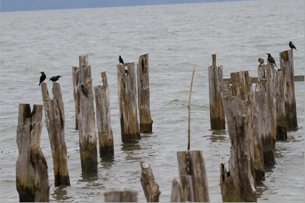 birds sitting on posts