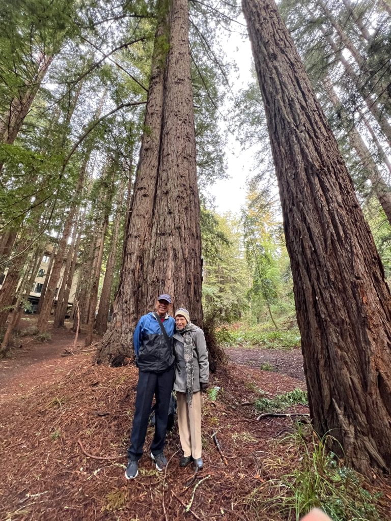 A man and a woman standing in a forest of redwood trees